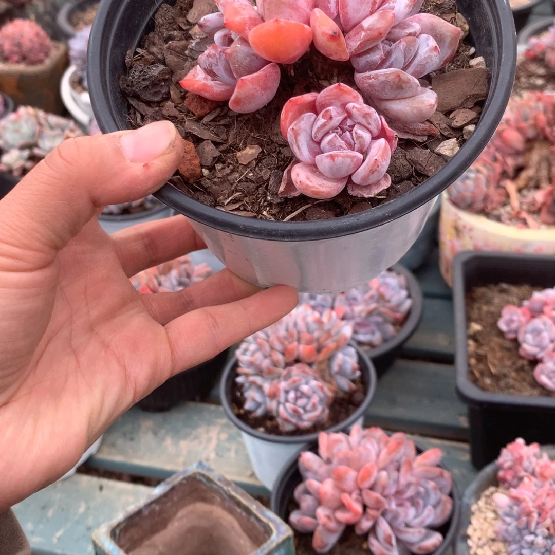 无花朵无砍哈哈哈哈哈哈哈哈40