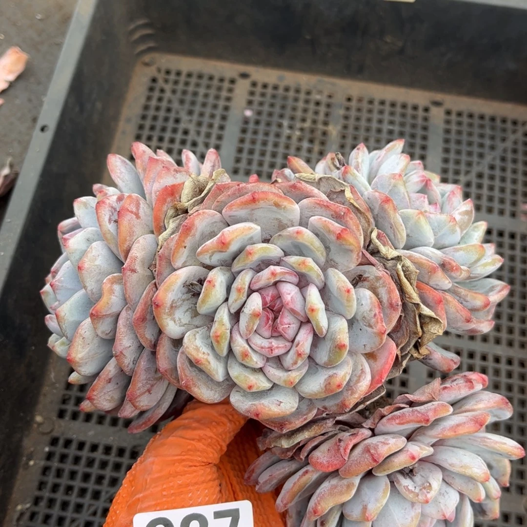 937号新疆西藏内蒙古不包邮有虫不售后