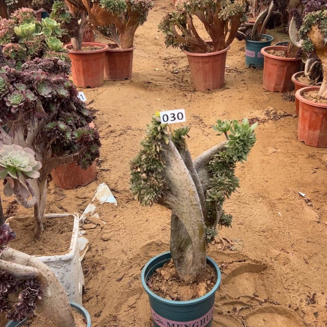 原始绿缀030一颗啦