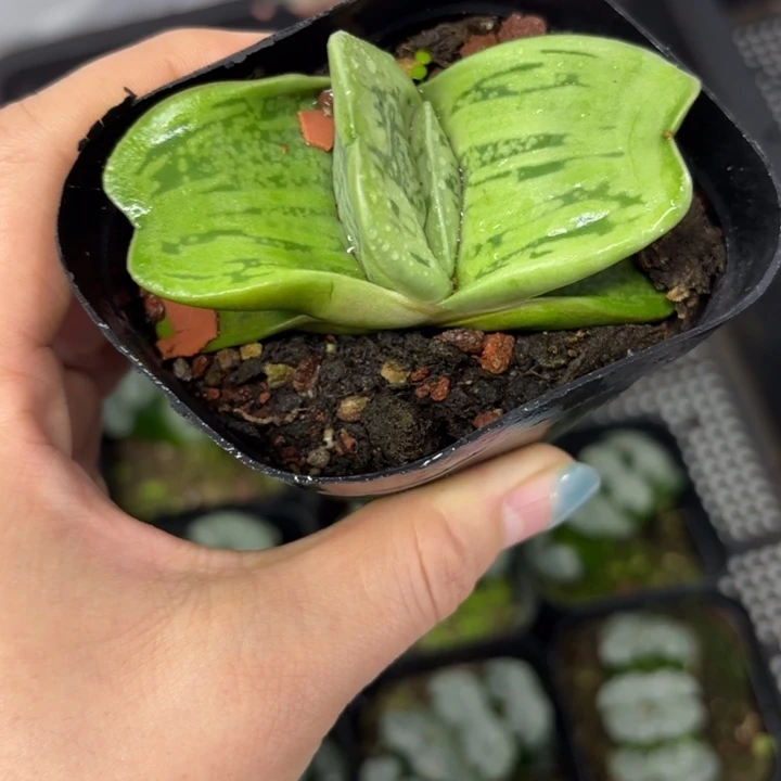 蜗牛原盘多肉植物