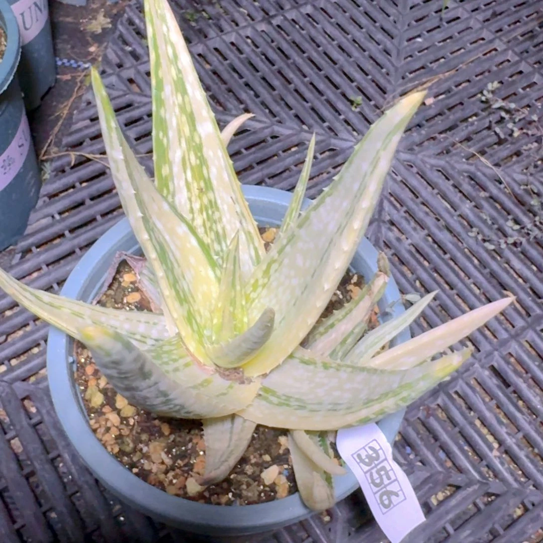 356斑点芦荟锦脱土发货