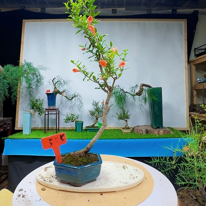 雨***天宫灯石榴带盆包邮