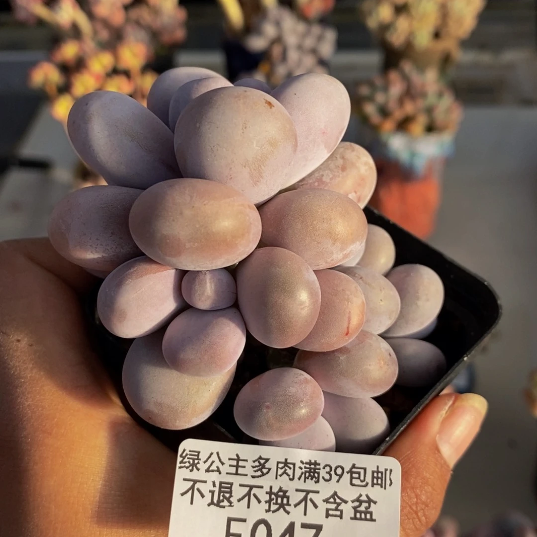 047橙奶多肉肉7c m