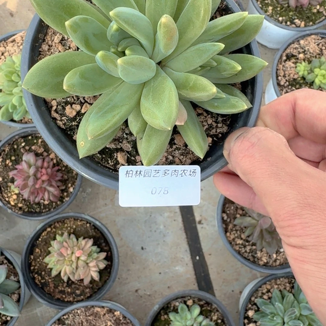 宸***七078 美人杂交一物一拍