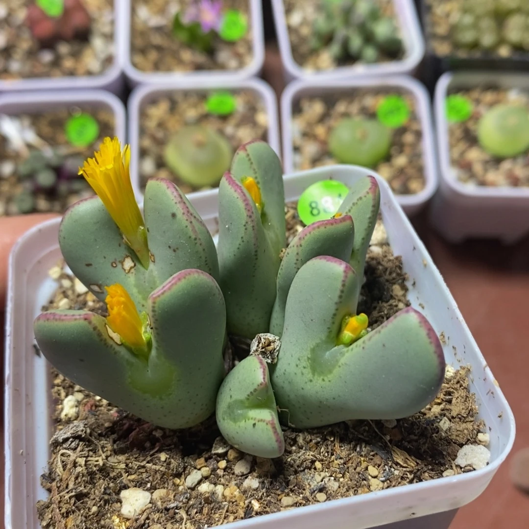 专拍漂亮多肉植物881