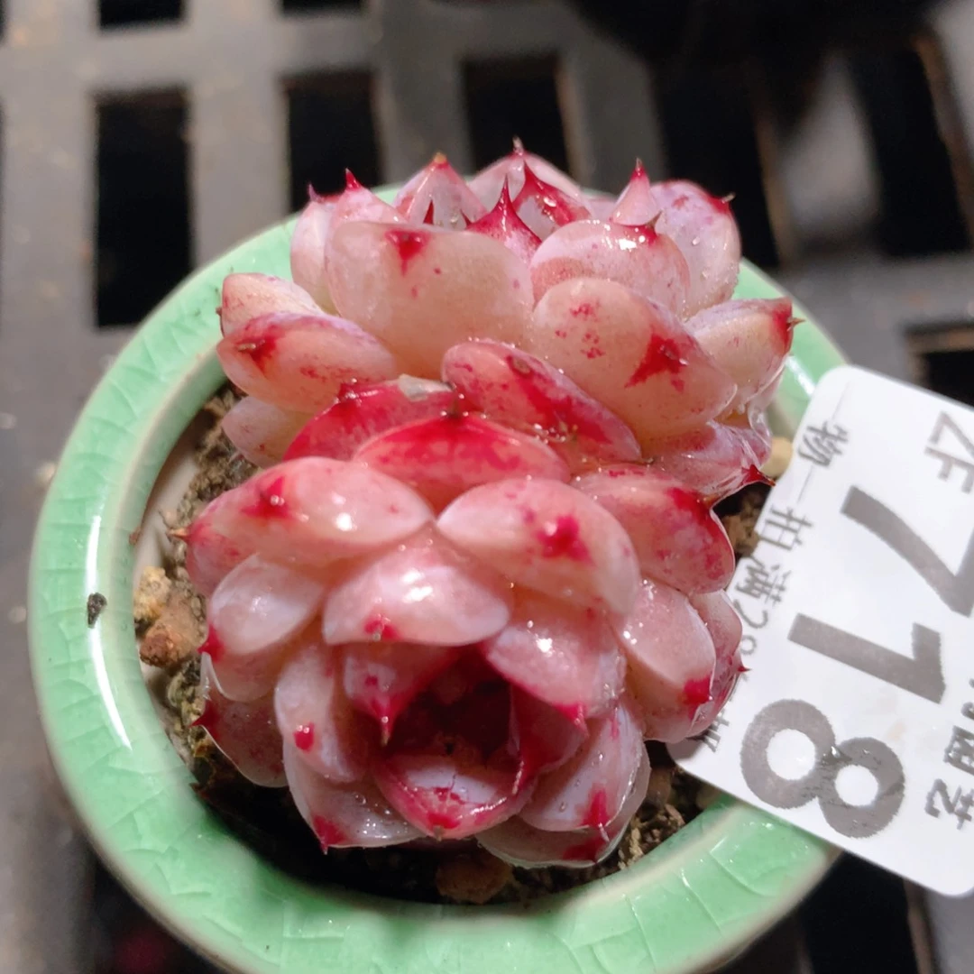 5CM拇指盆精控多肉ZF718