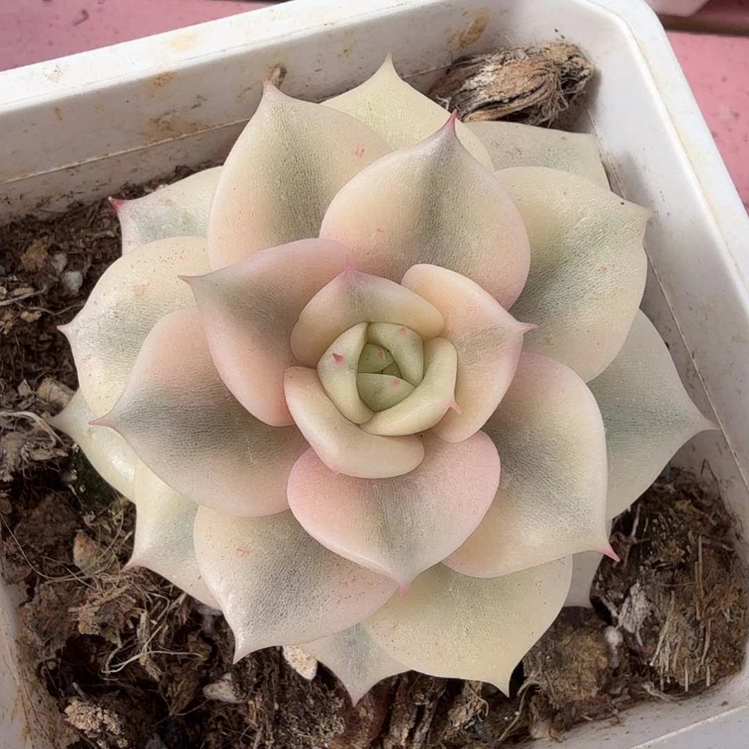 贝加尔湖锦，多肉植物