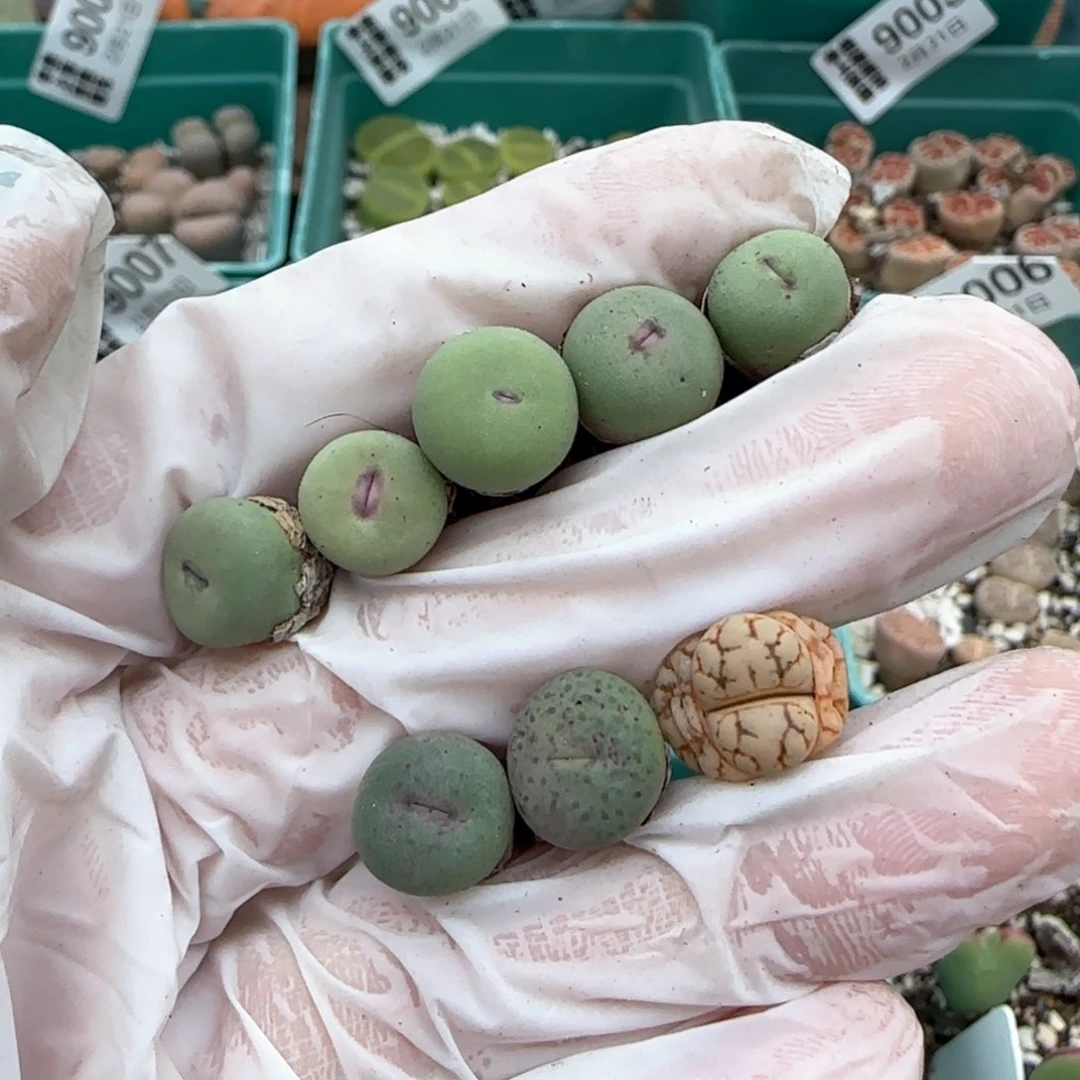 芒*2.21，捡漏723小红嘴5，奶油嘴2，云映1，9011