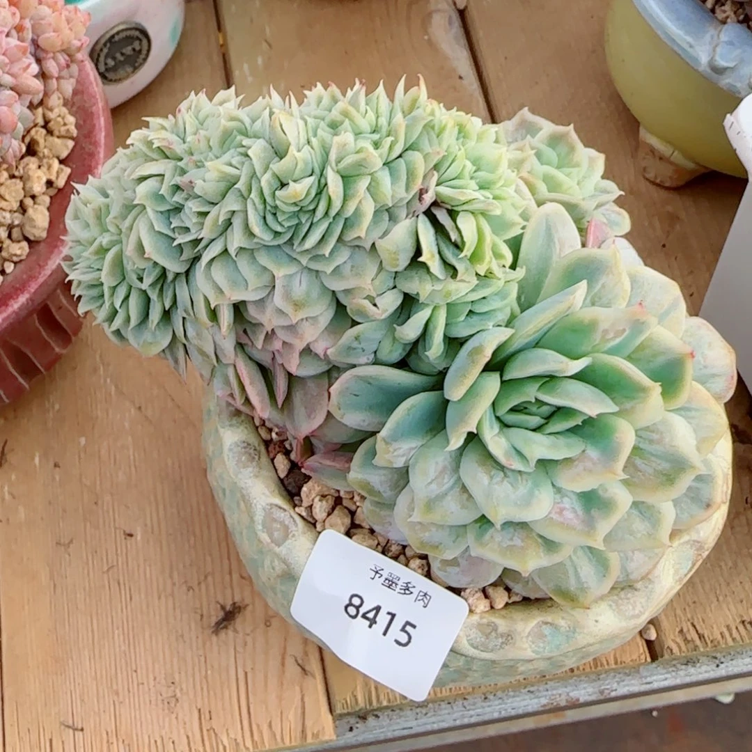 泡泡纱裙缀化，8415多肉植物