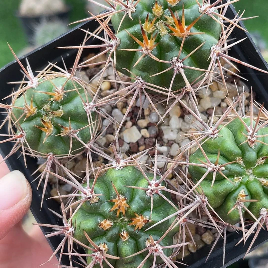 7362 仙人球满 39 包邮非偏远地区