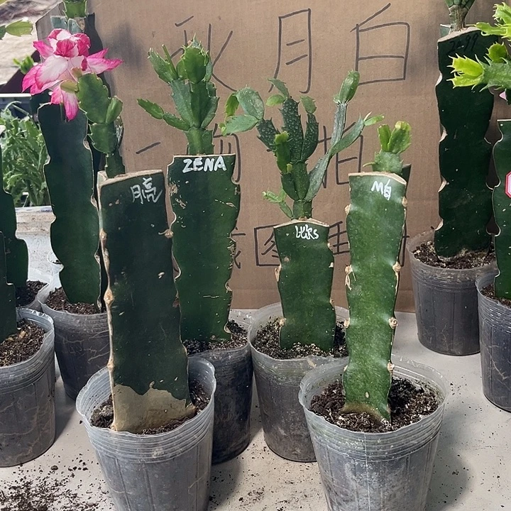 当前无花朵，栽培后可花朵四棵花