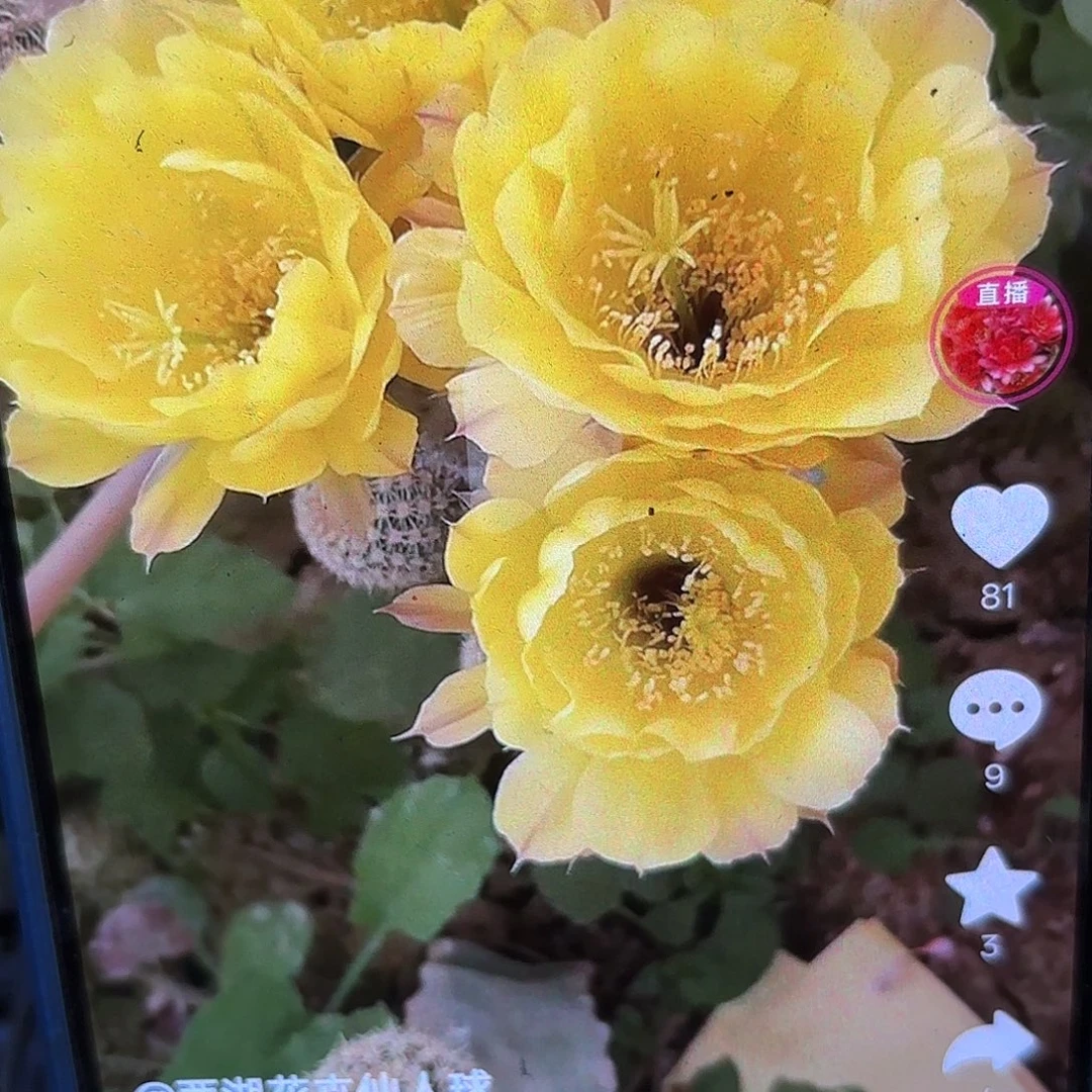 娇媚无根侧牙四公分42