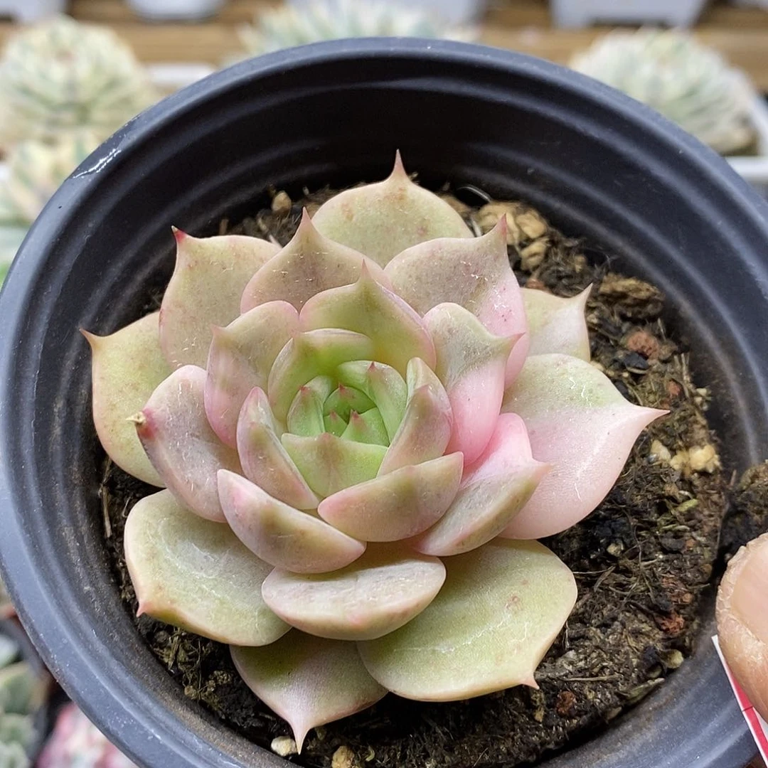 1296 福利贝加尔湖锦 不售后