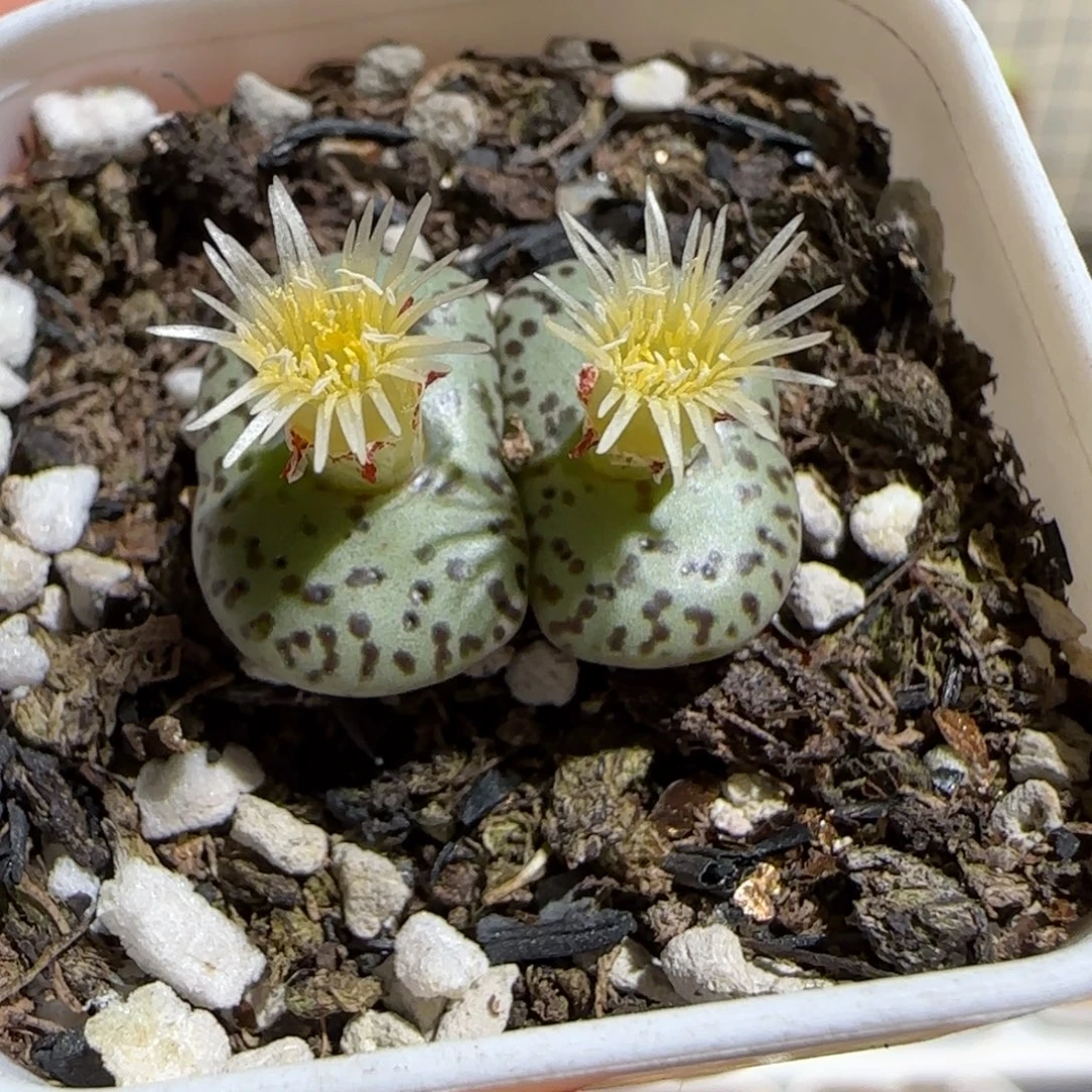 肉锥多肉植物组合-安贞829