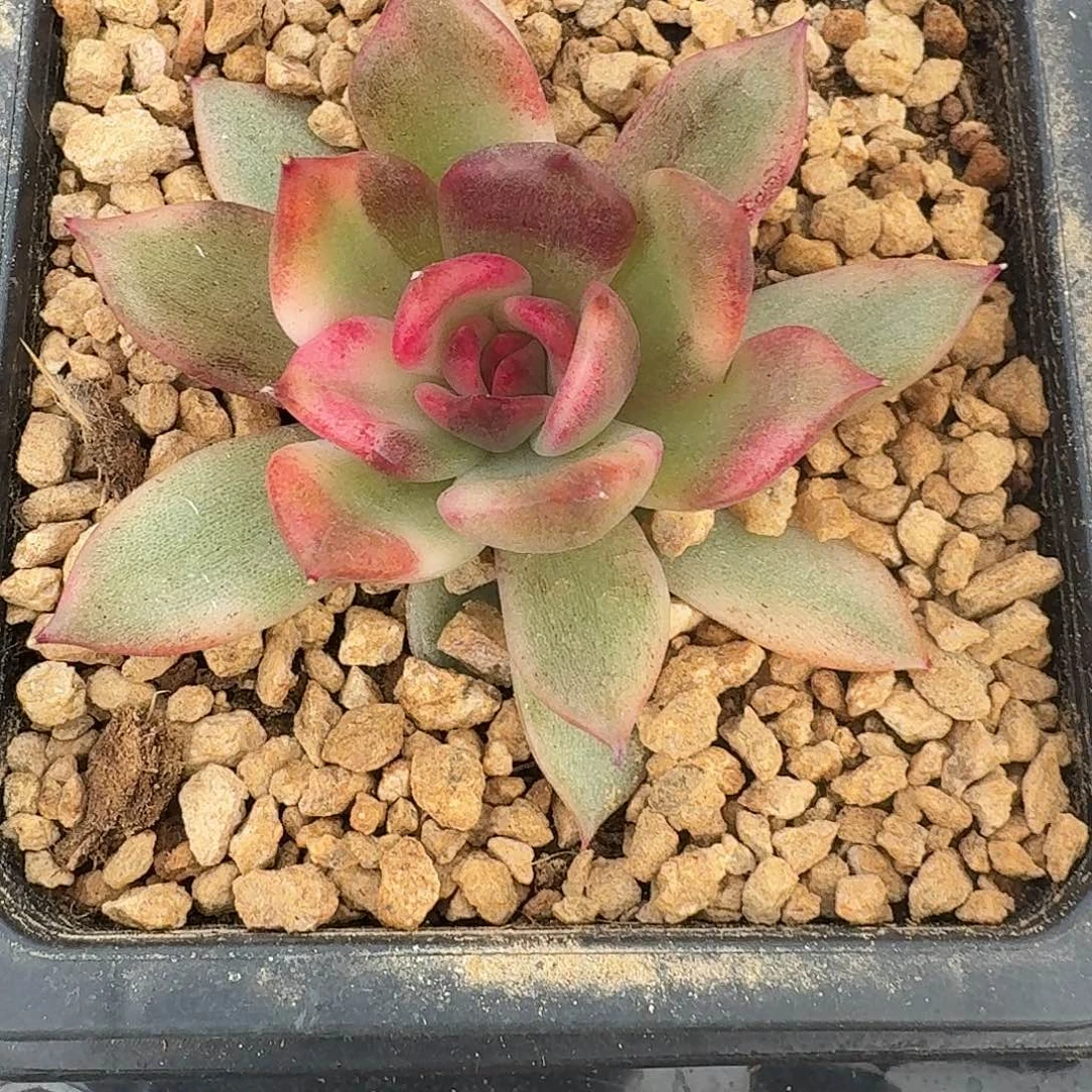 火焰山锦一物一拍