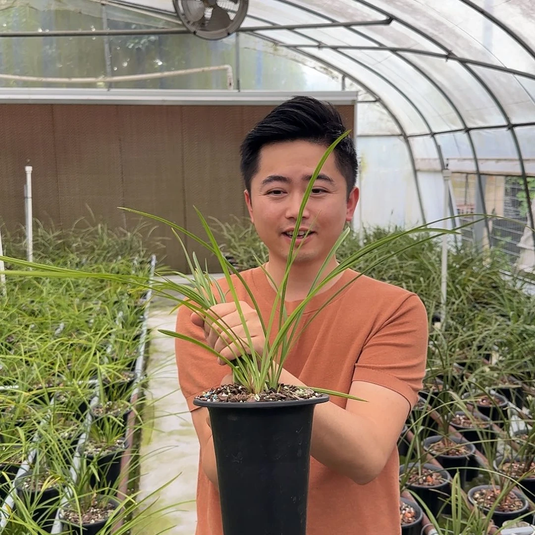 当前无花栽培后可以开花春兰绿谷明月三苗