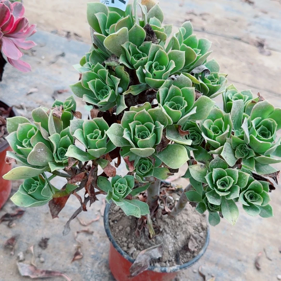 香腹727满20包邮断枝不包