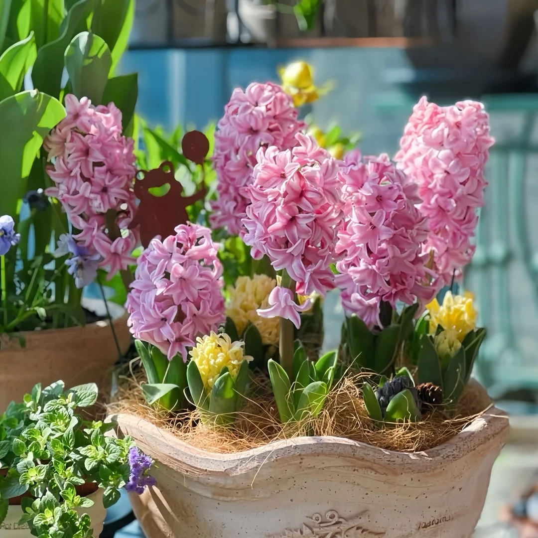 风信子种球土培办公室盆栽耐寒球根水培秋冬季水养花卉洋水仙种子