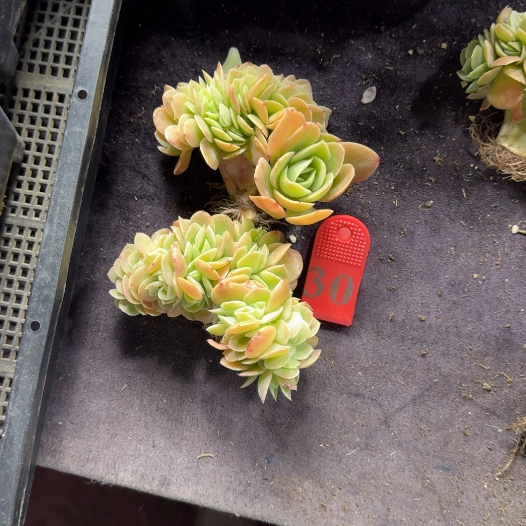 王****两颗星娜塔缀化一物一拍30号