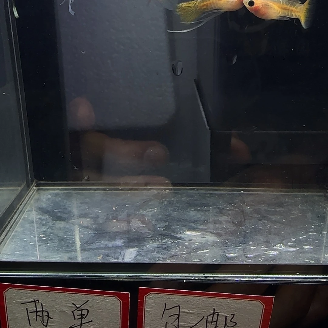 孔雀鱼黄蕾丝玻璃猫大c四条