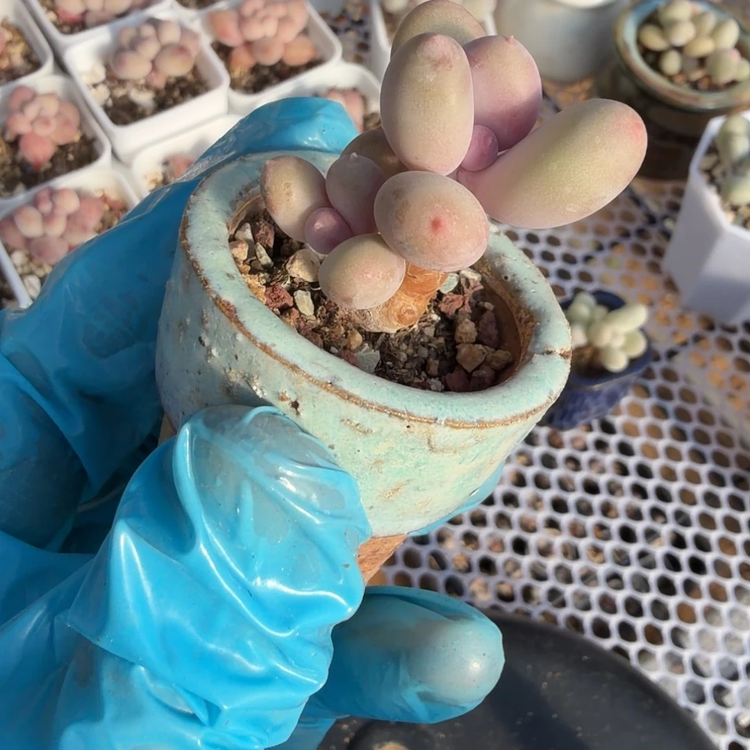 彩虹奶酪一物一拍