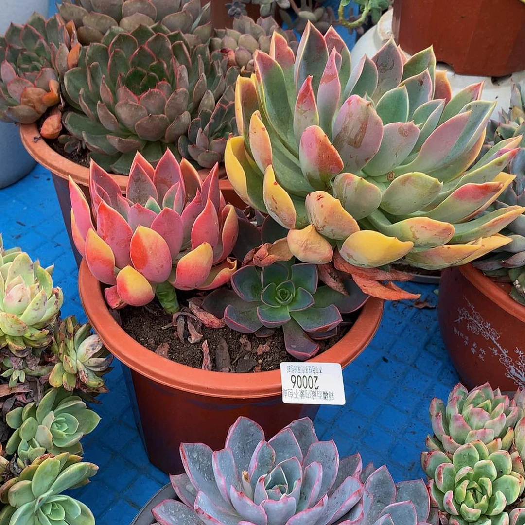 文*   紫气东来20006