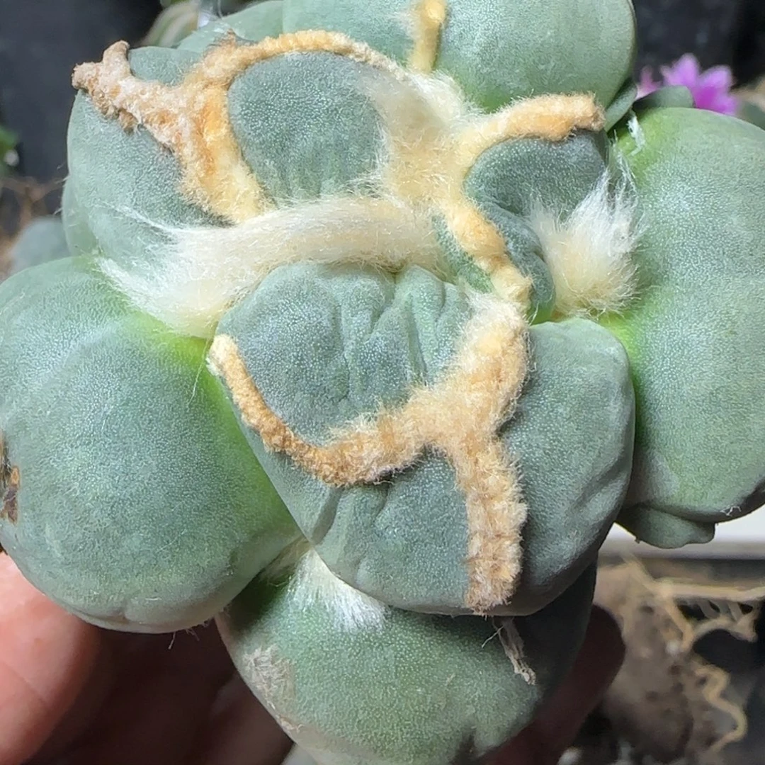 无花朵连瓷大型特白达摩