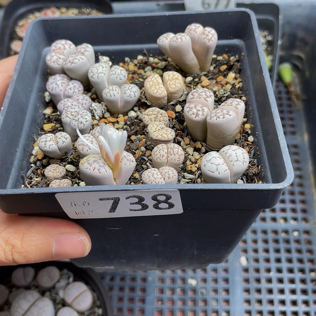 7380000000花花花花花花