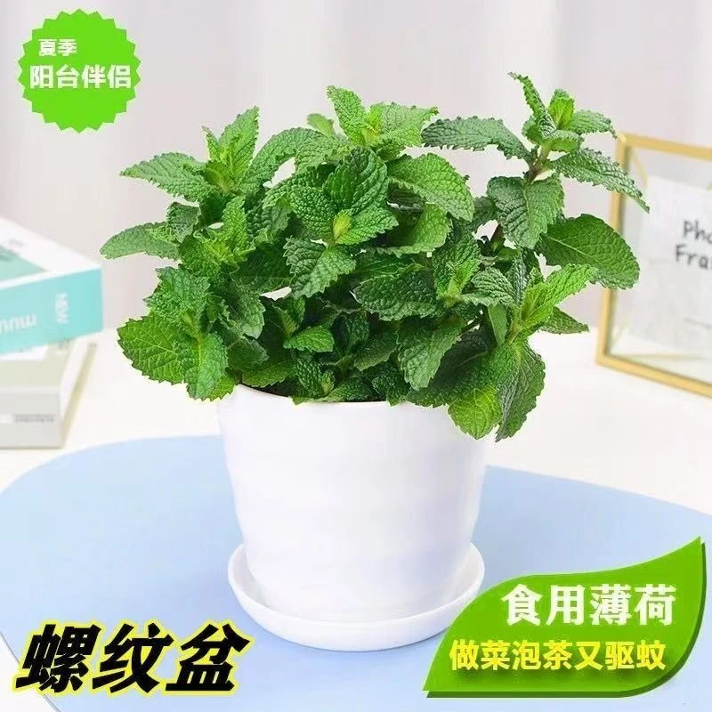 可食用阳台植物室内薄荷绿植盆栽易活驱蚊喝水好养观赏