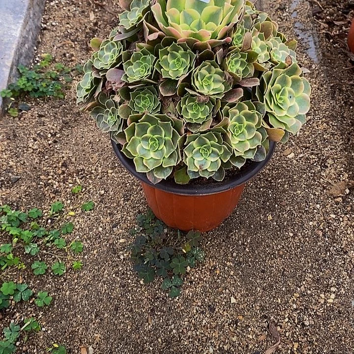 心***)多肉植物香妃293多肉