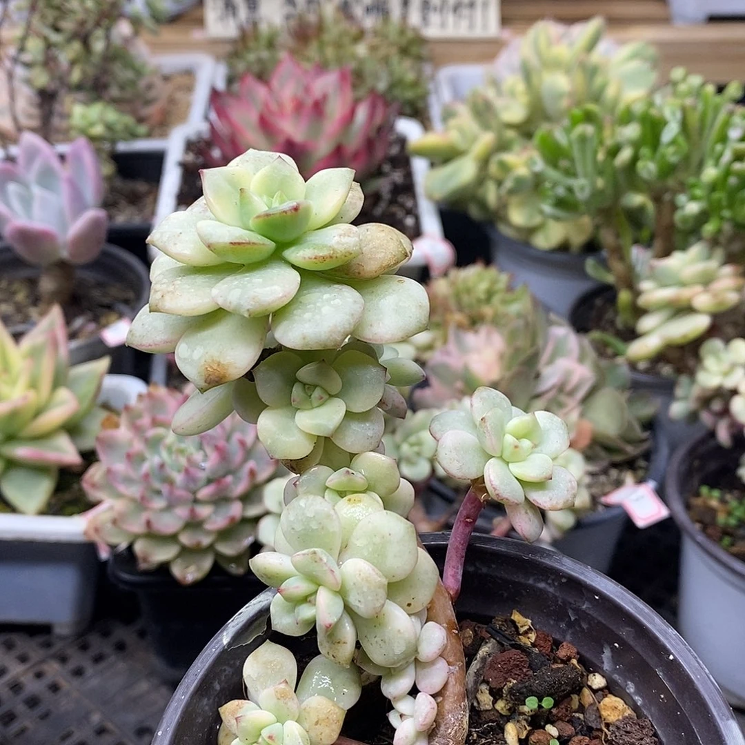 2455 老桩探戈锦自然群 需延时发货