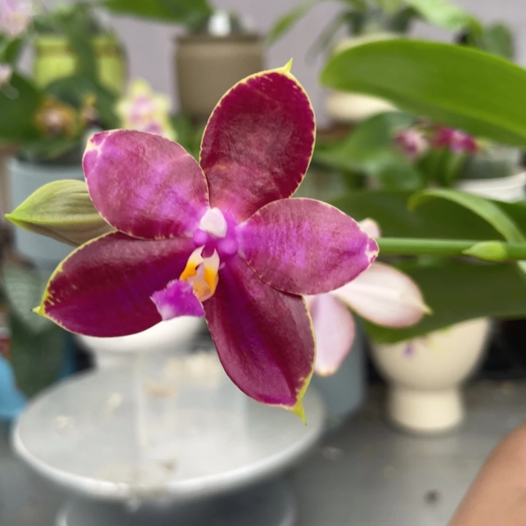 完全开放白虎交蓝豹，2.5杯开花株