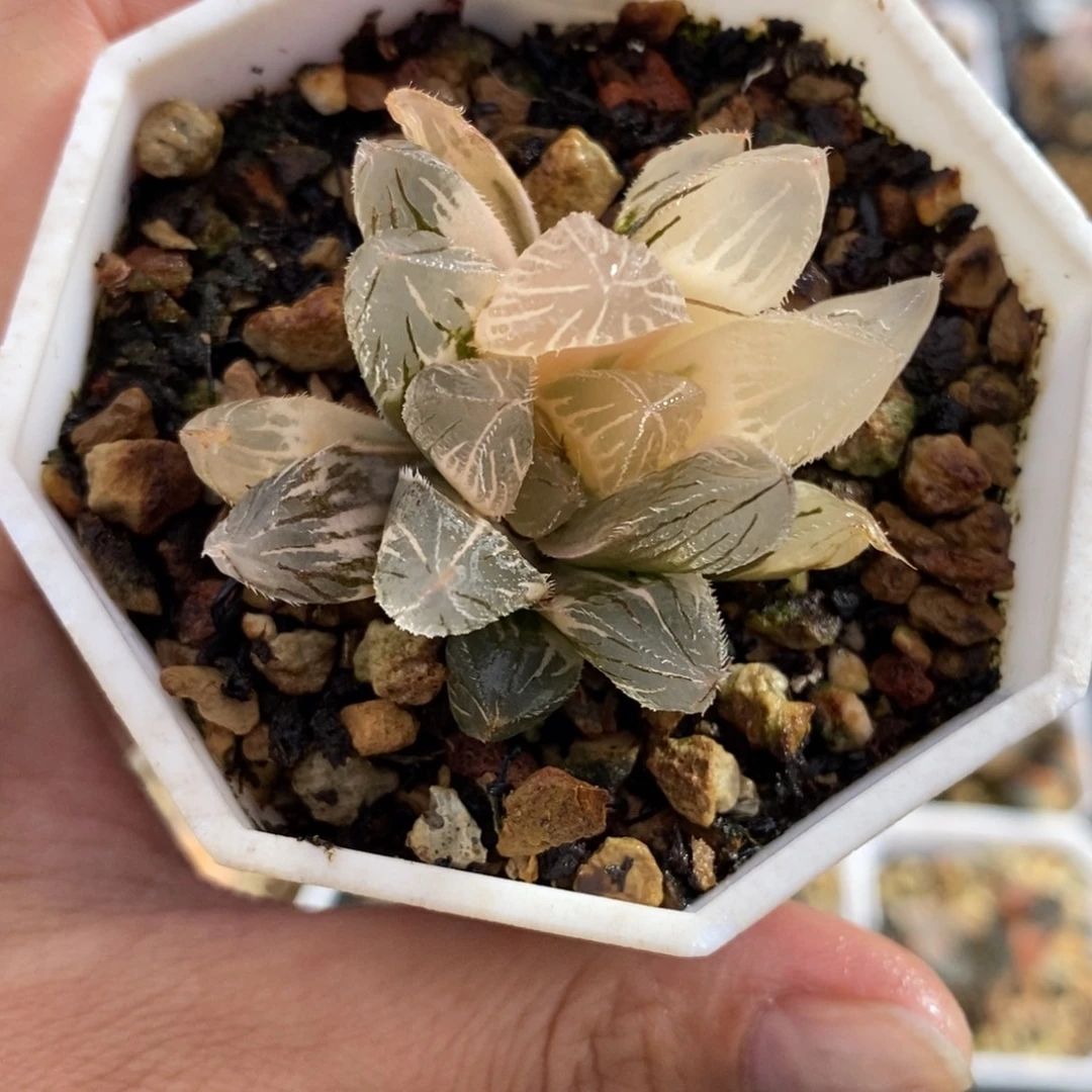 45毛玉露锦一物一图