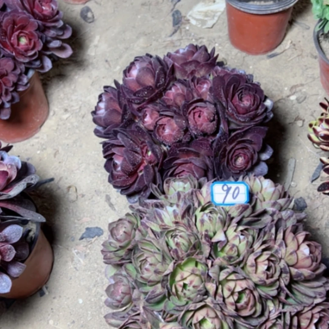 【闪购商品】多肉植物两个90
