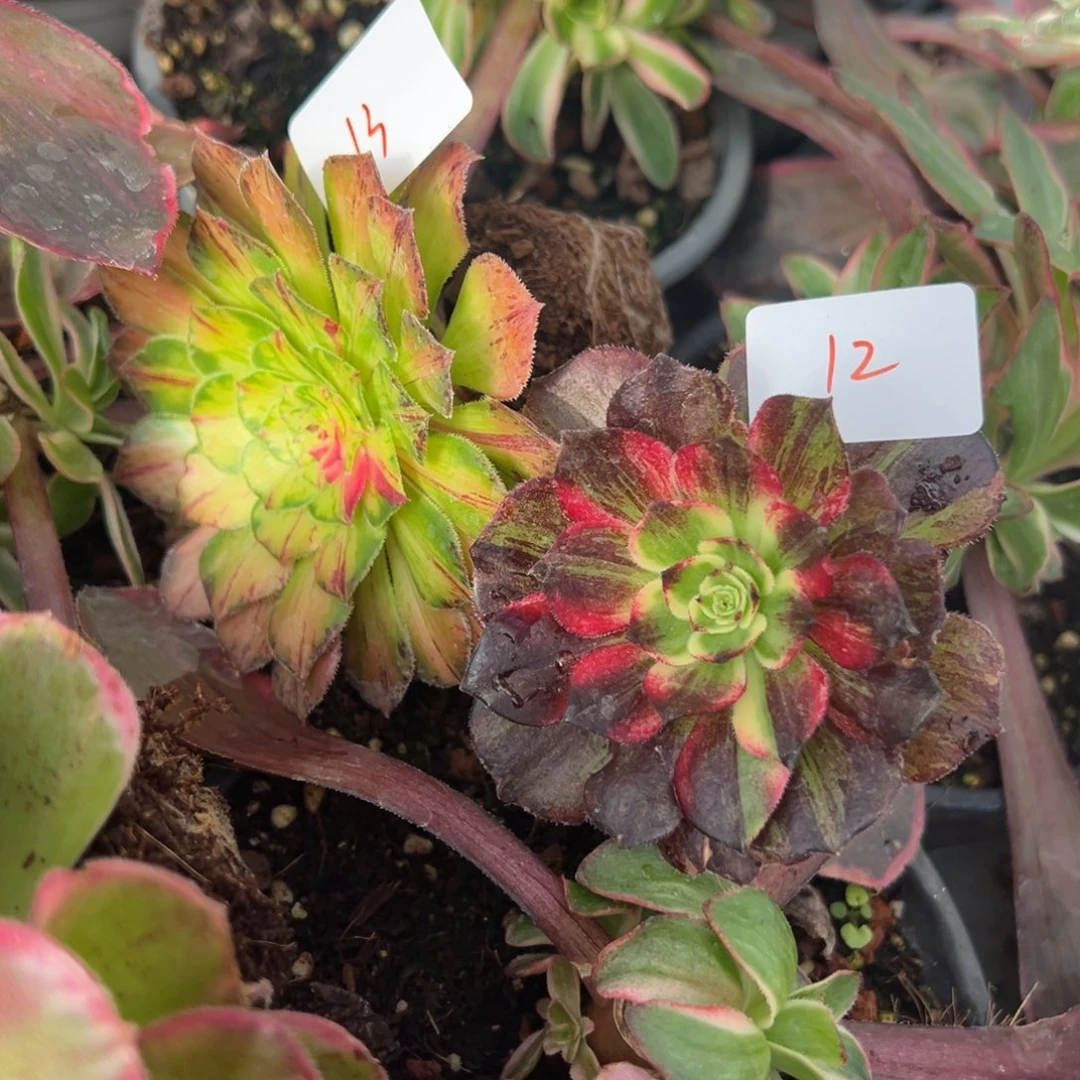 1213伯爵知否多肉嘻嘻嘻