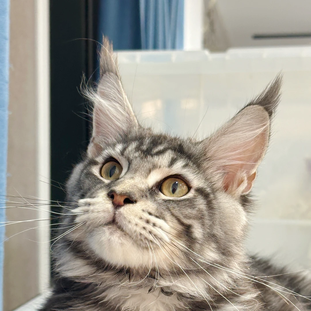 来了姊妹-银虎斑缅因猫-弟弟-08