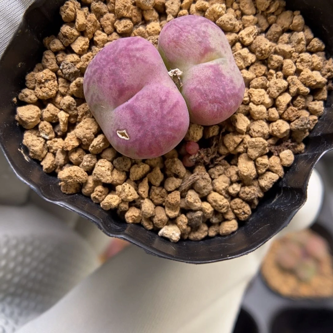 多肉植物肉锥杂交K-3695 伤特