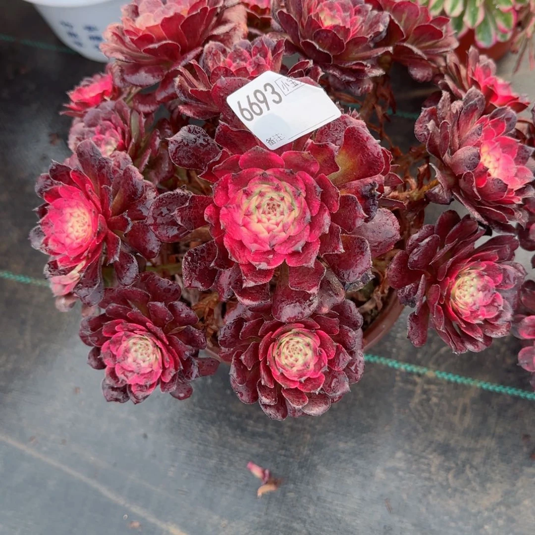 红****》6693烟花多肉多肉