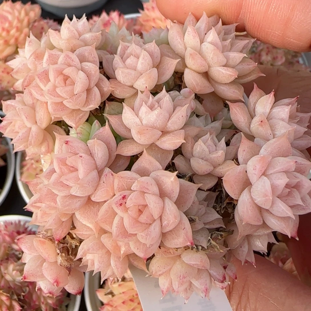 花语逸镜0214-631