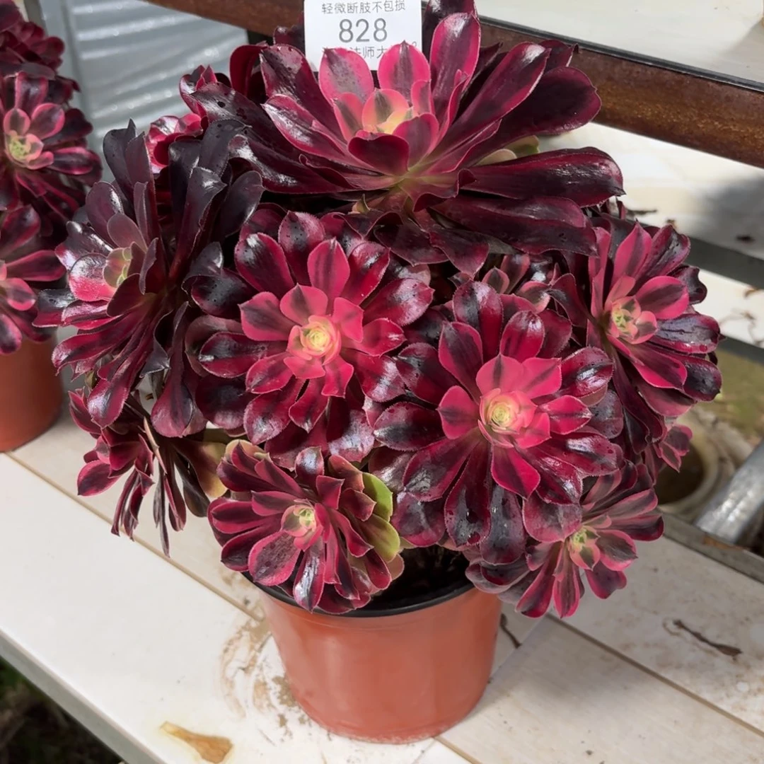 828美杜莎多肉植物法师