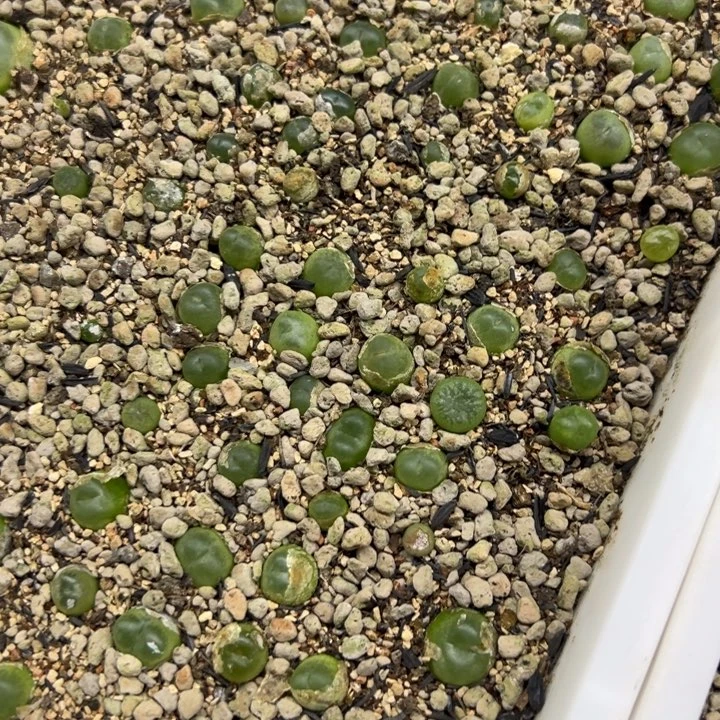 达***蹦两颗拉登杂多肉植物