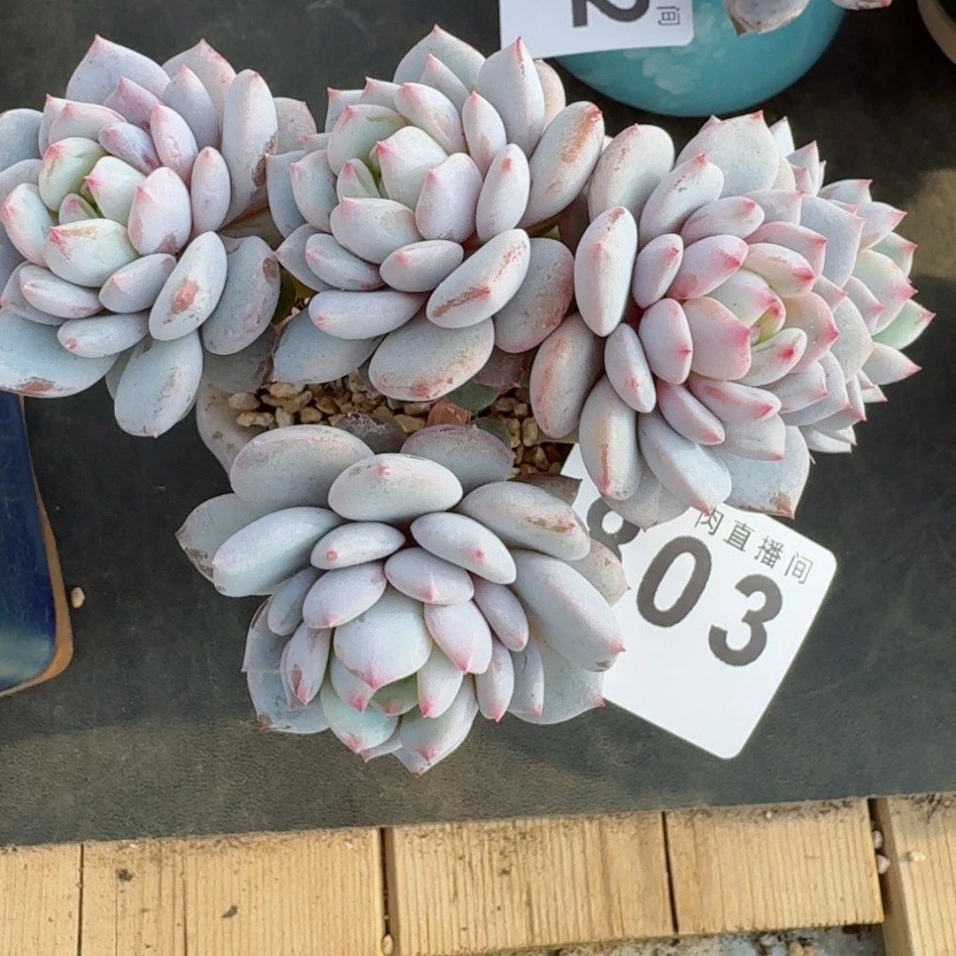 星星橙      愿你一路坦途，乘风破浪展宏图