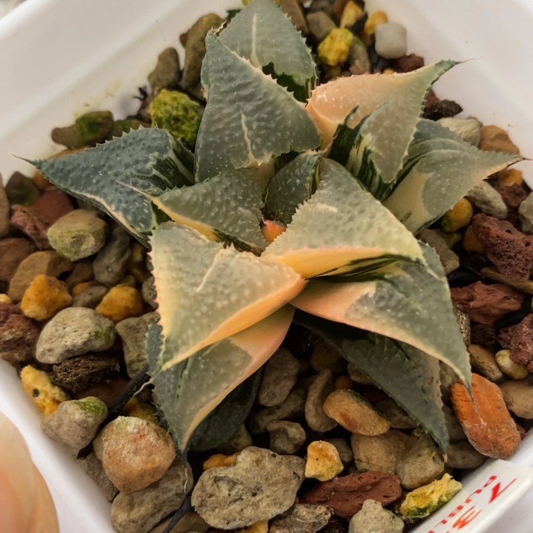 734芭提雅锦一物一拍