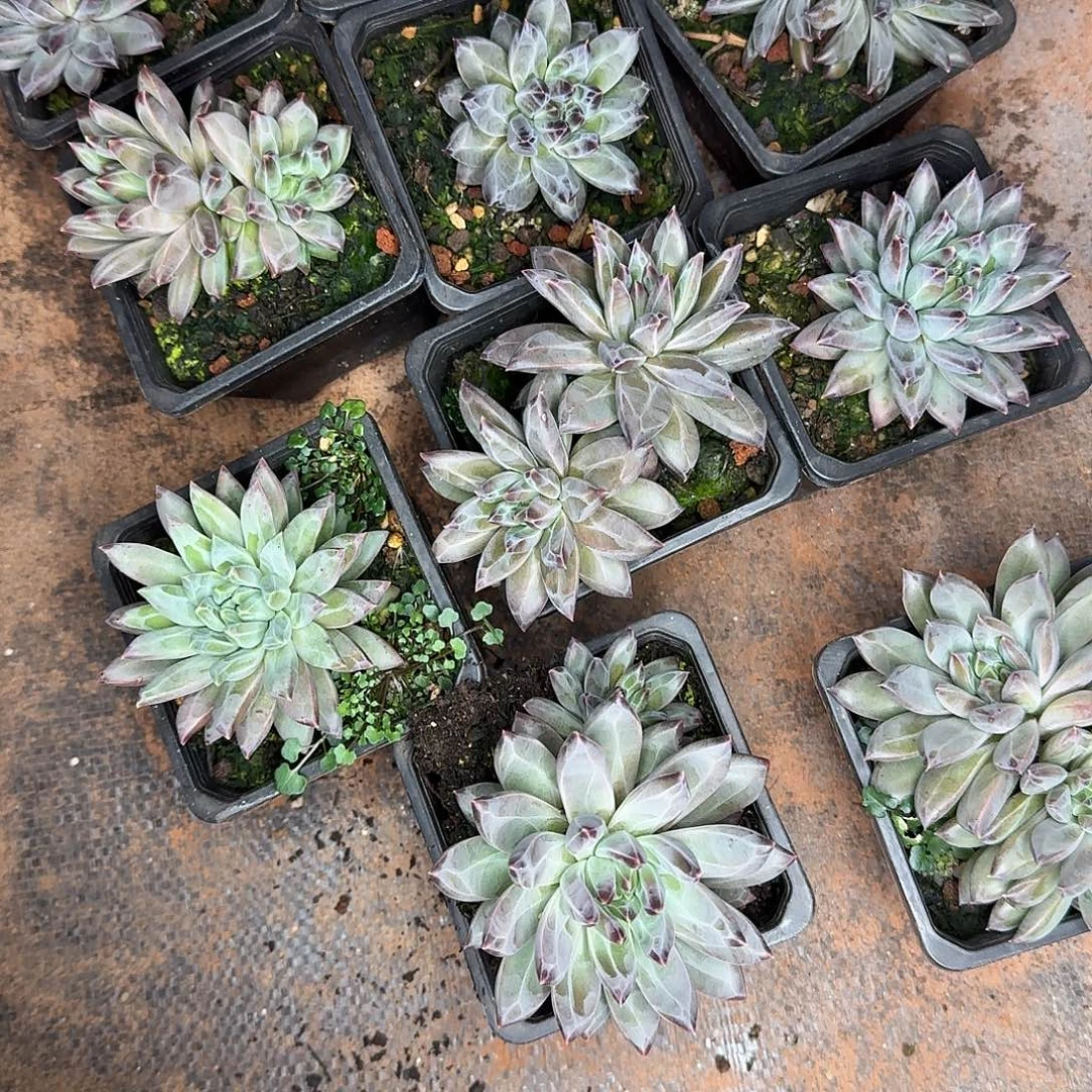 暗纹怪多肉植物炸