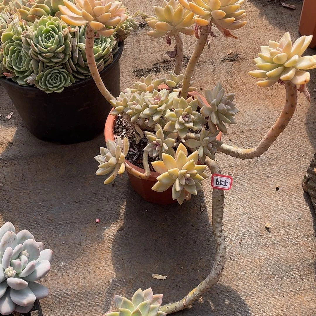 655淡雪 一物一拍多肉