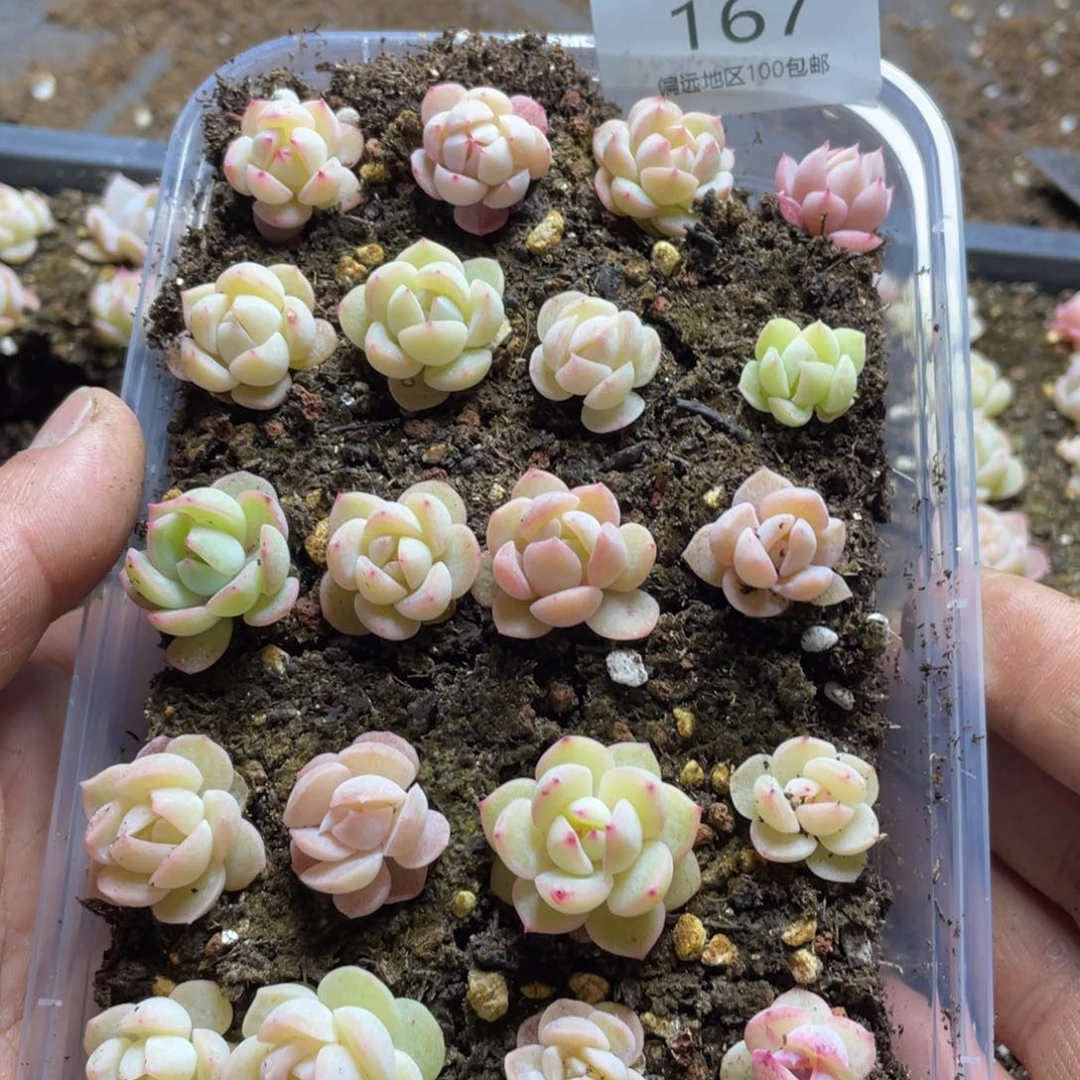 云糖心珍妮混量拍随机一盒20颗167