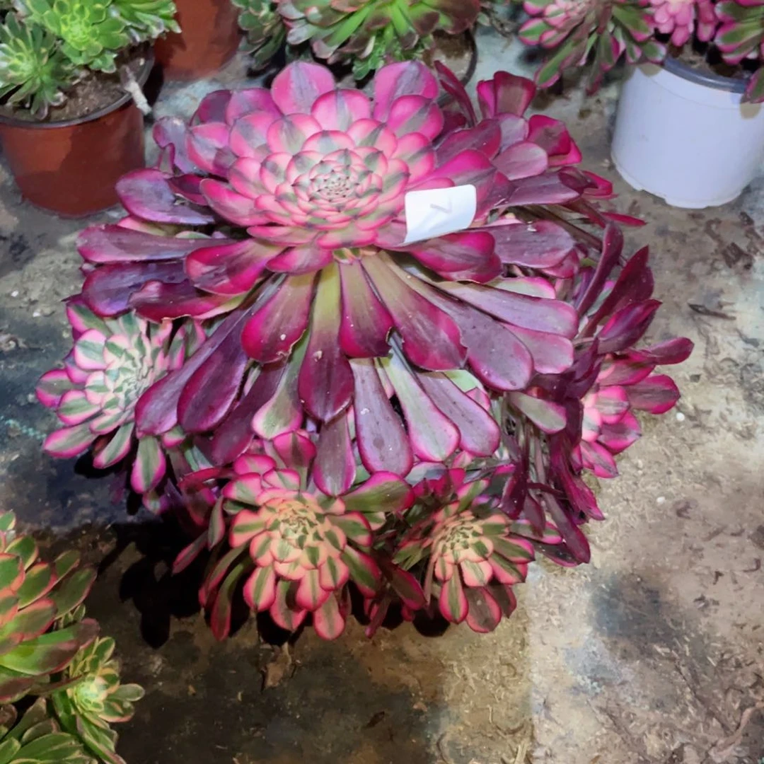 多肉植物红铜超白717