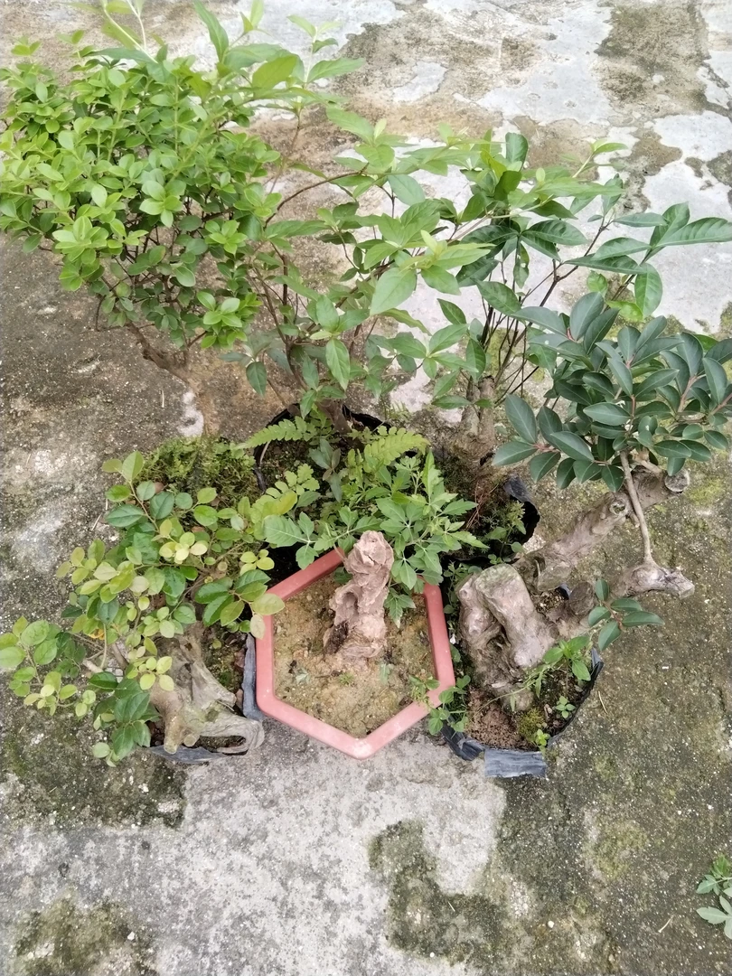 赤楠映山红杜鹃盆景盆栽花卉