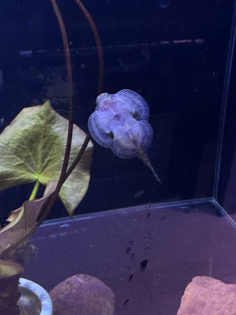 新疆顺丰包邮 双吸盘清道夫除藻原生态鱼缸清洁鱼