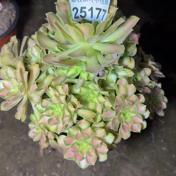 25177韶华多肉植物